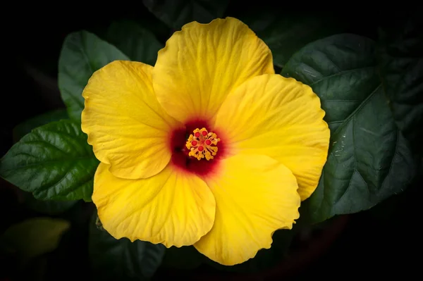 Yellow Flowered Hibiscus Hybrid Red Centre Red Stigma Yellow Anthers — 스톡 사진