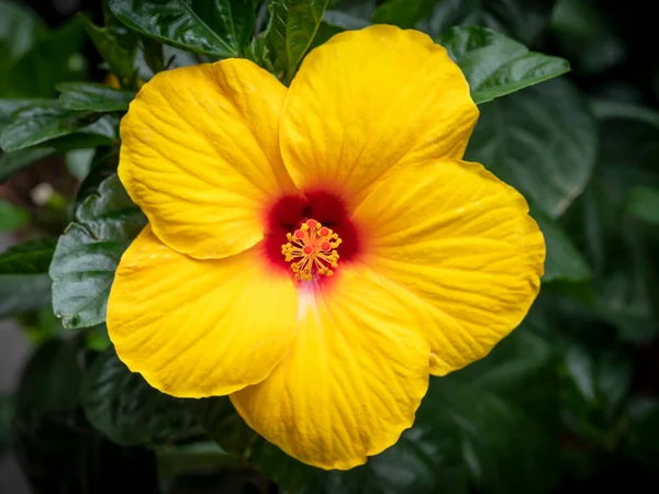 Yellow Flowered Hibiscus Hybrid Red Centre Red Stigma Yellow Anthers — Photo