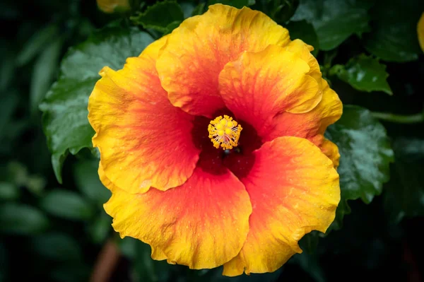 Hibiscus Apollo Hybrid Hibiscus Rich Coloring Deep Red Yellow — 스톡 사진