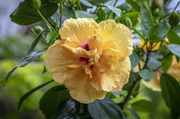 Hibiscus Adonicus Double Yellow Hibiscus Rose Double Flower — Stock Photo, Image