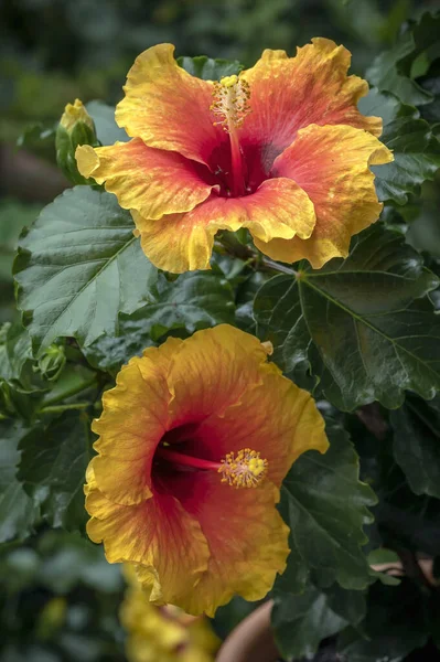 Hibiscus Apollo Hybrid Hibiscus Rich Coloring Deep Red Yellow — 스톡 사진