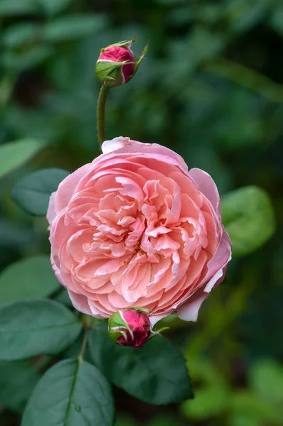 Titleenglish Rose Alnwick Rose Double Rosette Pink Flowered Rose Modern — Photo