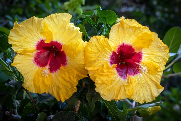 Hibiscus Boreas Yellow Yellow Hibiscus Flower Red Throat Flowers Very — 스톡 사진