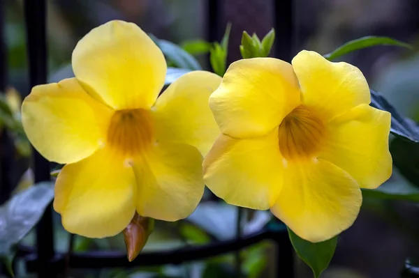 Allamanda Cathartica Hendersonii Tropical Yellow Flowered Vine Focus Right Hand — Photo