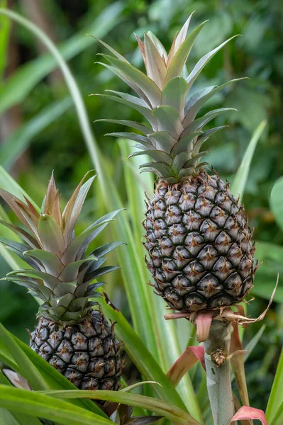 Young Peach Pineapple fruits growing on a plant. Peach Pineapple is a small variety of Ananas comosus and native to Okinawa