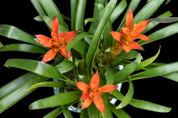 Orange Flowers Bromeliad Guzmania Lingulata Popular Houseplant Tropics Flowers Actually — 스톡 사진