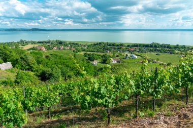 Balaton Gölü 'nün güzel manzarası Badacsony Tepesi' nden üzüm bağlarıyla .