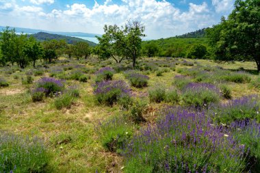 Tihany Macaristan 'daki eski doğal Levander Sahası. Tepesinde Balaton Gölü manzaralı.