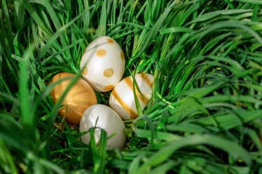 Büyük yeşil çimenlerde saklanan zarif altın sarısı, beyaz, parlak, yiyici yumurtalar. .