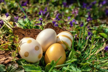 Zarif altın sarısı, beyaz, parlak yiyici yumurtalar ve bir sürü menekşe çiçeği. .