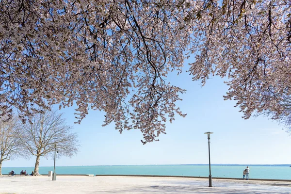 Balatonfured 'deki Balaton Gölü' nün yanında çiçek açan güzel ağaçlarla Tagora gezinti güvertesi