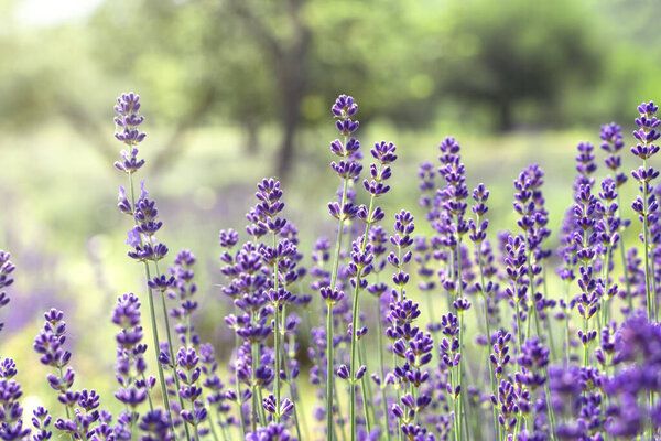 Tenderness of lavender fields in Tihany Hungary