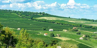 Szarsomlyo tepesinden birkaç blok ötedeki Villany üzüm bağlarının panoramik manzarası. .