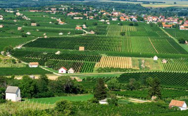 Szarsomlyo tepesinden birkaç blok ötedeki Villany üzüm bağlarının manzarası. .