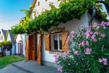 1200 küçük mahzeni ve güzel çiçekleri olan Hajos müze renkli mahzen köyünün mimarisi.