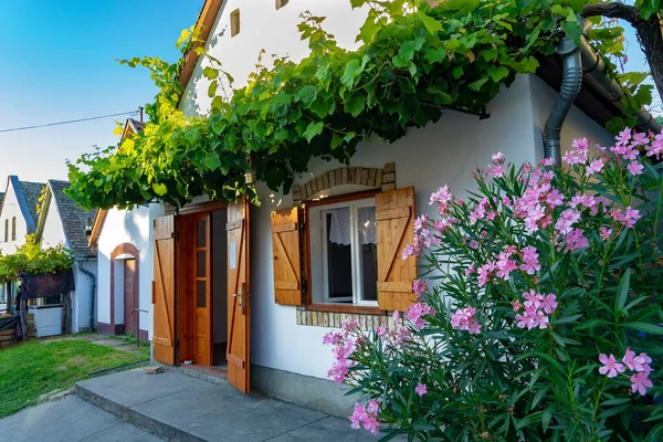 1200 küçük mahzeni ve güzel çiçekleri olan Hajos müze renkli mahzen köyünün mimarisi.