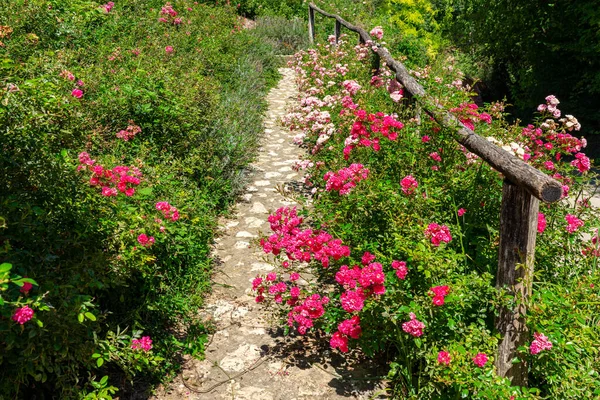 Mooie Roze Rozen Naast Een Natur Pad Een Weg Tuin — Stockfoto