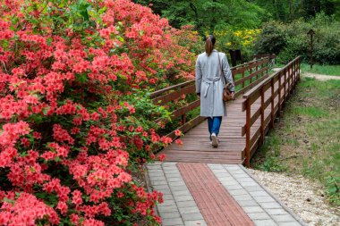 Rododendronlar Jeli botanik bahçesindeki Macar kır ormanlarında çiçek açarlar. Tahta köprüde yürüyen kadın botanik bahçesinde.