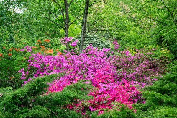 Coloful Rododendrons Florecen Jardín Campo Húngaro Jeli Arboretum Botanical Garden — Foto de Stock