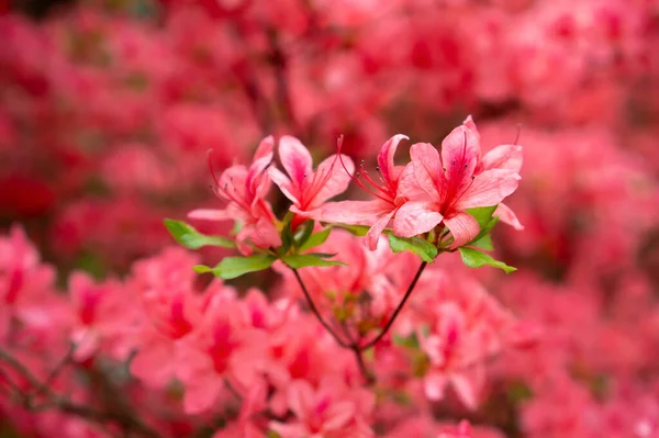 Coloful Rododendrons Kwitną Kwitnącym Ogrodzie Wiejskim Ogrodzie Botanicznym Jeli Arboretum — Zdjęcie stockowe