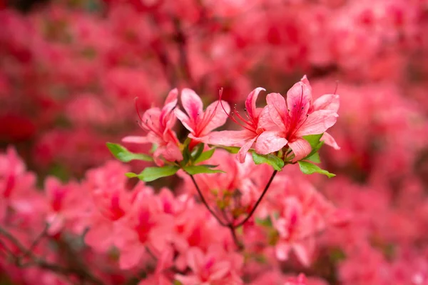 Coloful Rododendrons Blomma Hungersnöd Land Trädgård Jeli Arboretum Botaniska Trädgården — Stockfoto