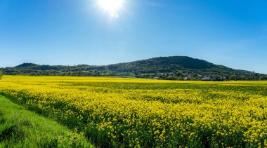 Arka planda tepeler olan Colza tarım tarlasına tecavüz .