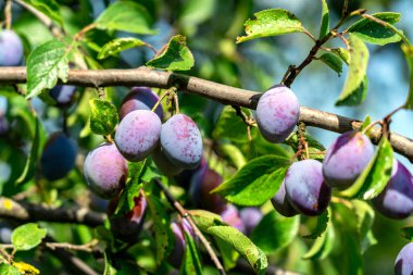 Meyve bahçesindeki bir ağaç dalında olgun erikler