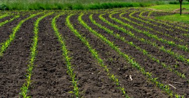 Küçük mısır filizleri filizlenen tarlalar gün ışığında bir çayırın yanında .