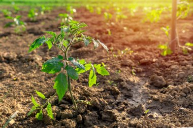 Mutfak bahçesinde domates tohumu yetiştiriyorum bahar güneşi .