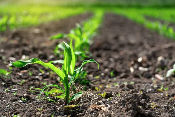 Close Kleine Groeiende Maïs Plant Rijen Met Zonneschijn — Stockfoto