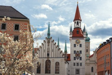 Eski belediye binası Rathausin Marienplatz Münih İlkbaharı Ağaç Çiçekleri ile .