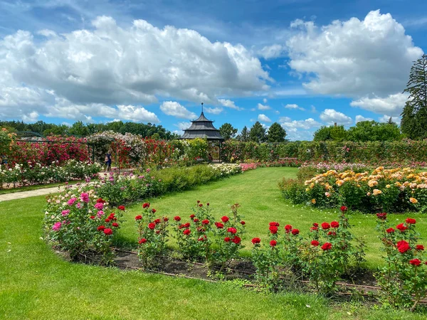 Fertod 'daki Esterhazy Şatosu' nda, Sopron Macaristan yakınlarındaki güzel Rose Garen. .