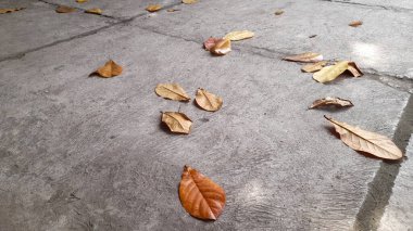 Evin bahçesinde kuru yaprak çöpü var. ev temizliği arka plan, yaşam tarzı, bahçe, bahçe, çiftlik, tarım, doğa, doğal, parklar, açık hava, şehir, kırsal, kırsal, doku, bitki