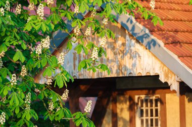 Kestane çiçekleri. Tipik bir ahşap çatının arka planında çiçeklenmiş beyaz kestanelerin manzarası. Brandenburg 'da. Havel. Almanya.