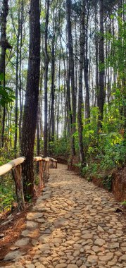 Çam ormanındaki patika Mavi gökyüzü