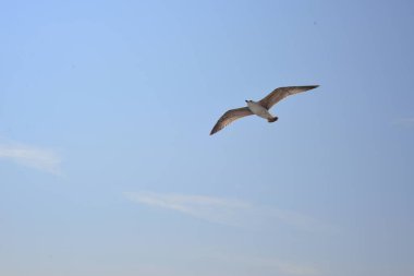 Martı mavi gökyüzüne doğru uçar.