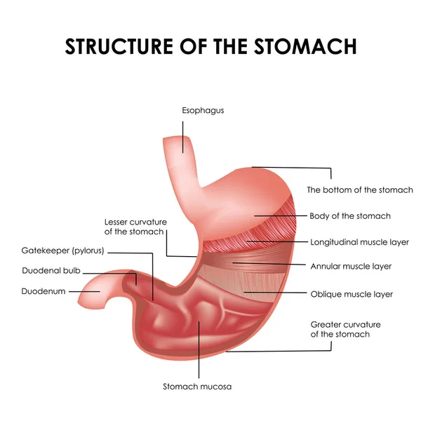 Structure détaillée de l'estomac, les muscles de l'estomac. Illustration médicale réaliste. — Image vectorielle