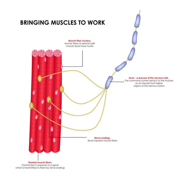 Nervi che portano i muscoli al lavoro. Illustrazione medica realistica. — Vettoriale Stock