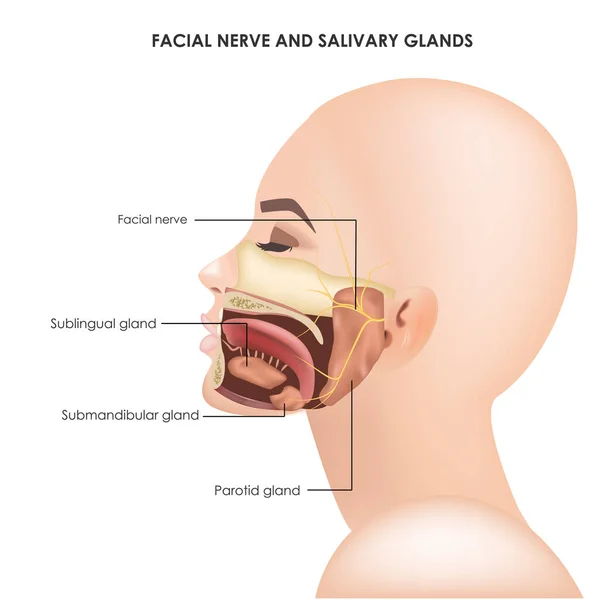 Parotid bezler ve yüz trigeminal sinirleri. Gerçekçi tıbbi çizim. — Stok Vektör