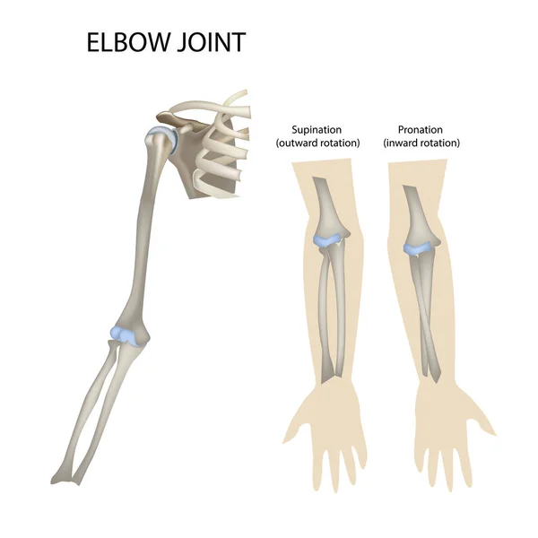 Articulation du coude et de l'épaule, supination et pronation illustration vectorielle — Image vectorielle