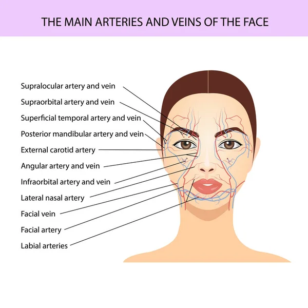 Principales arterias y venas de la cara. ilustración médica vector — Vector de stock