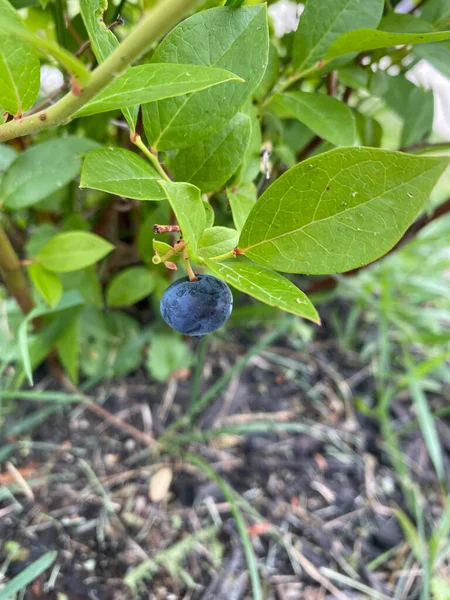 Single blueberry on stem of a blueberry bush that is ripe