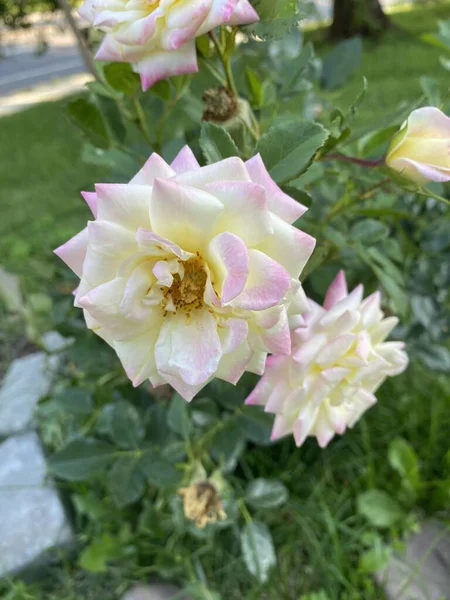 Teacup roses that are growing on a bush, white and pink. 