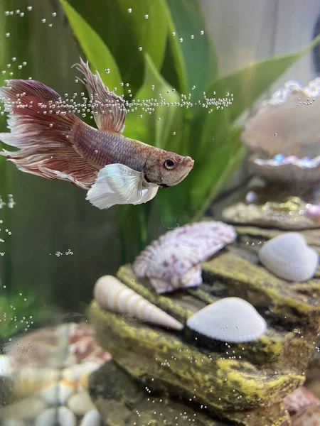 Betta fish swimming in tank with sea shells