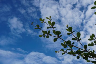Sabah mavi bir arka planda ayrılır.