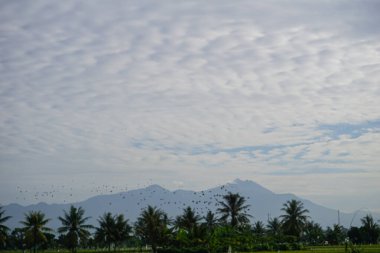 Uçsuz bucaksız pirinç, mavi gökyüzü manzaralı.