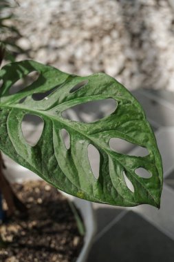 Yapraklarında eşsiz olan süs bitkileri.