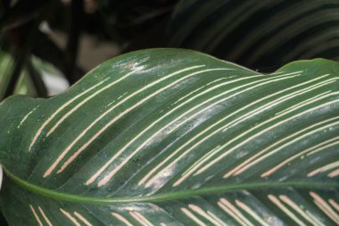 ornamental plant that has a green stripe pattern