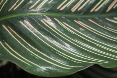 ornamental plant that has a green stripe pattern