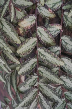 ornamental plants attached to the wall with a cliff design